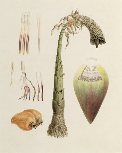 Ensete Nr. 10, ehemals James Bruce (1730-94) zugeschrieben von Luigi Balugani